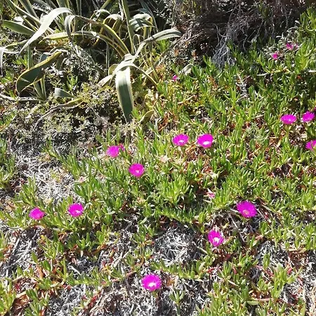 The Sea Of Sardinia Domus Gerardii דירה *